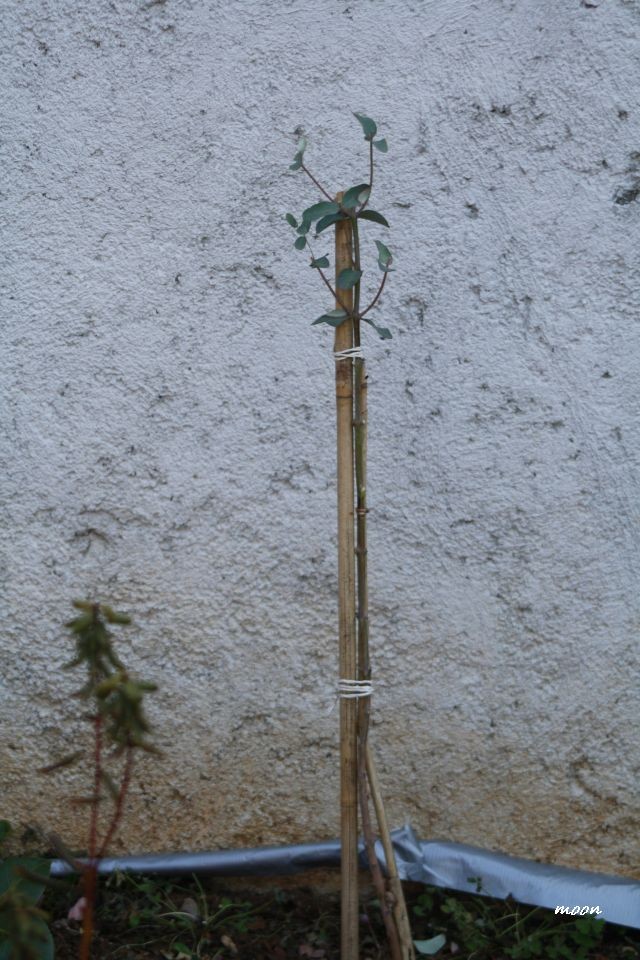 eukaliptus